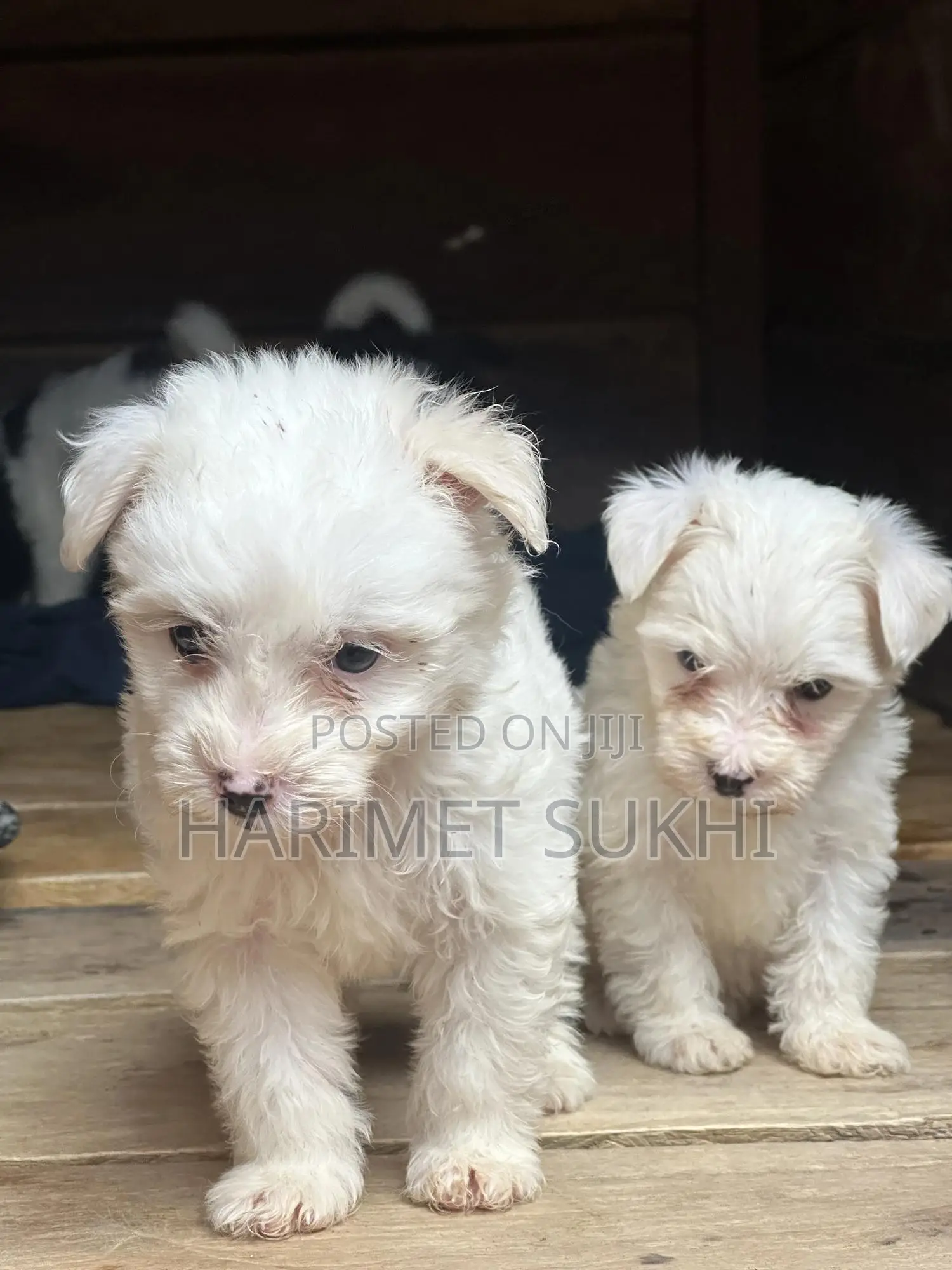 1-3 months Male Purebred Maltese