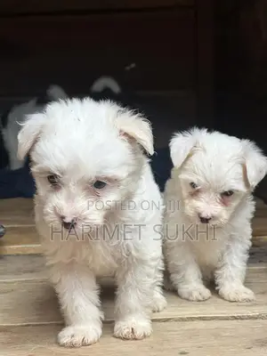 1-3 months Male Purebred Maltese
