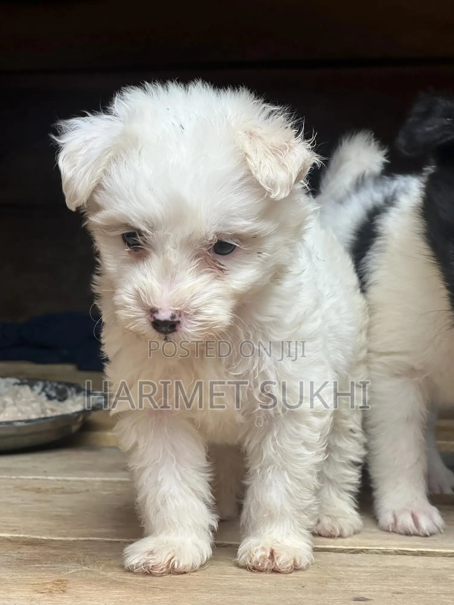 1-3 months Male Purebred Maltese