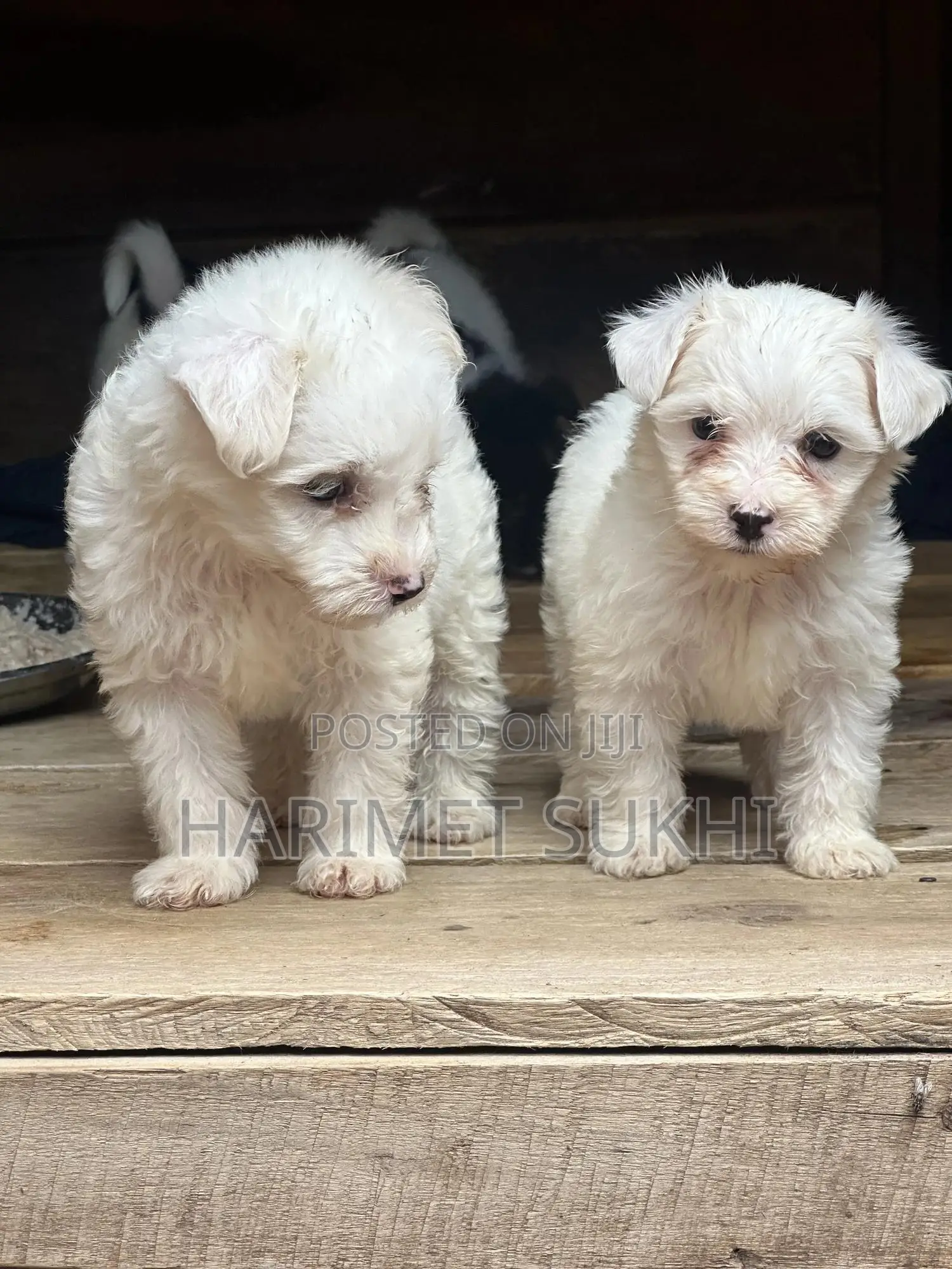 1-3 months Male Purebred Maltese