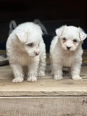 1-3 months Male Purebred Maltese