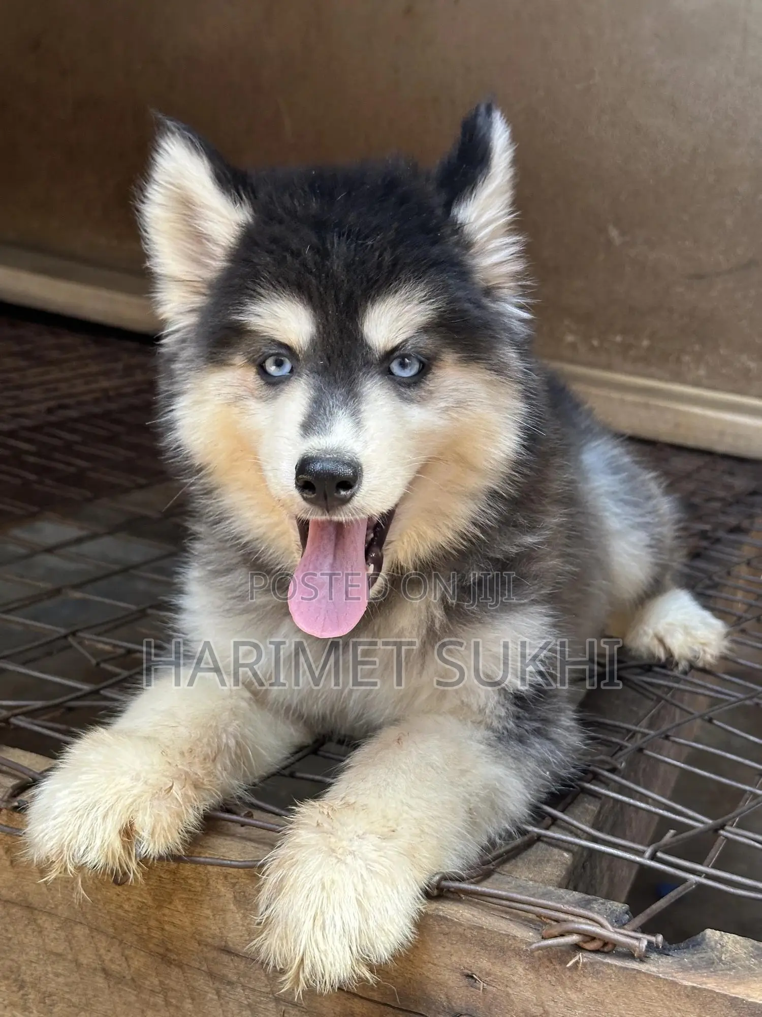 3-6 months Female Purebred Siberian Husky