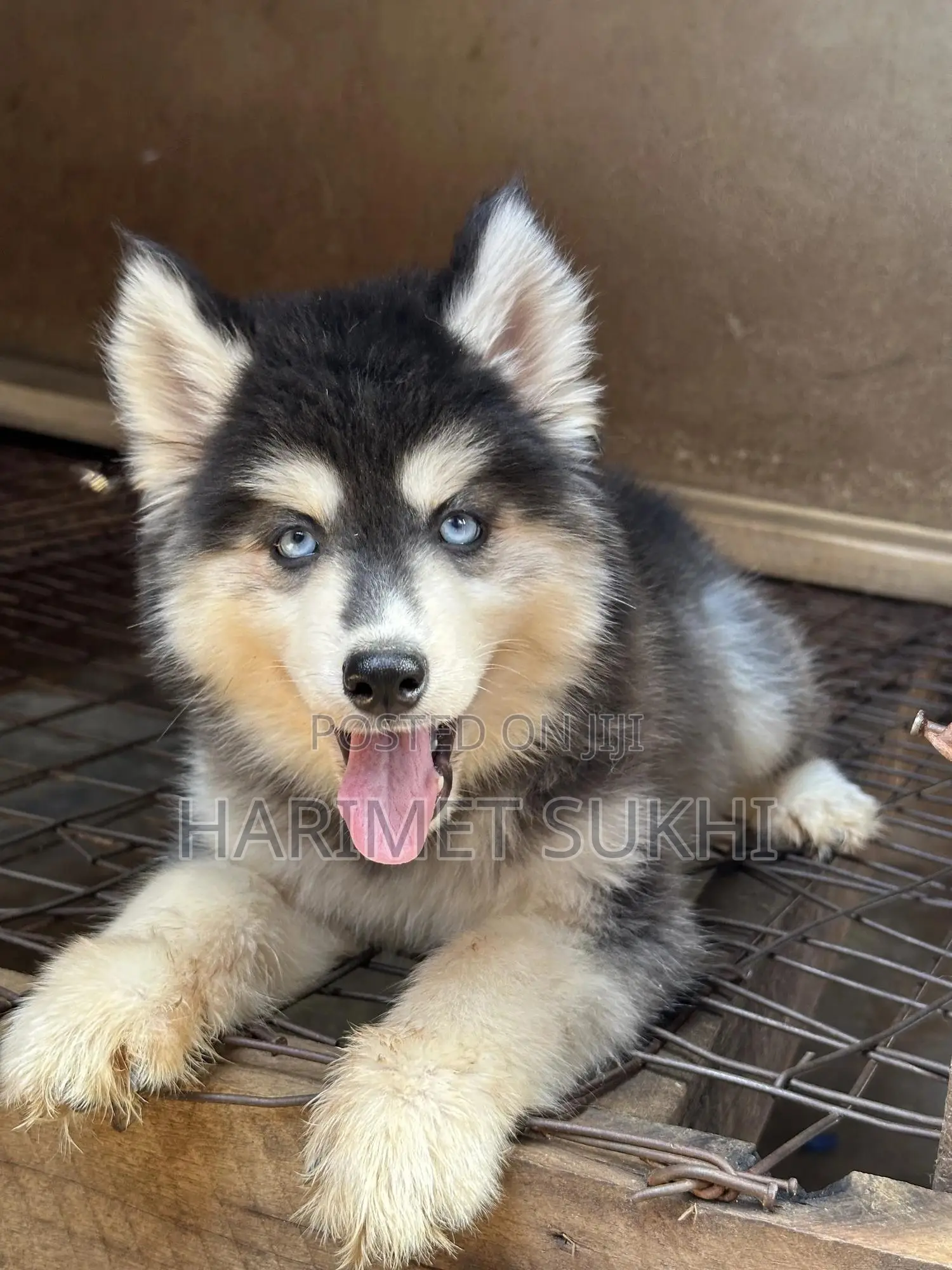 3-6 months Female Purebred Siberian Husky