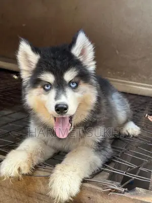 3-6 months Female Purebred Siberian Husky