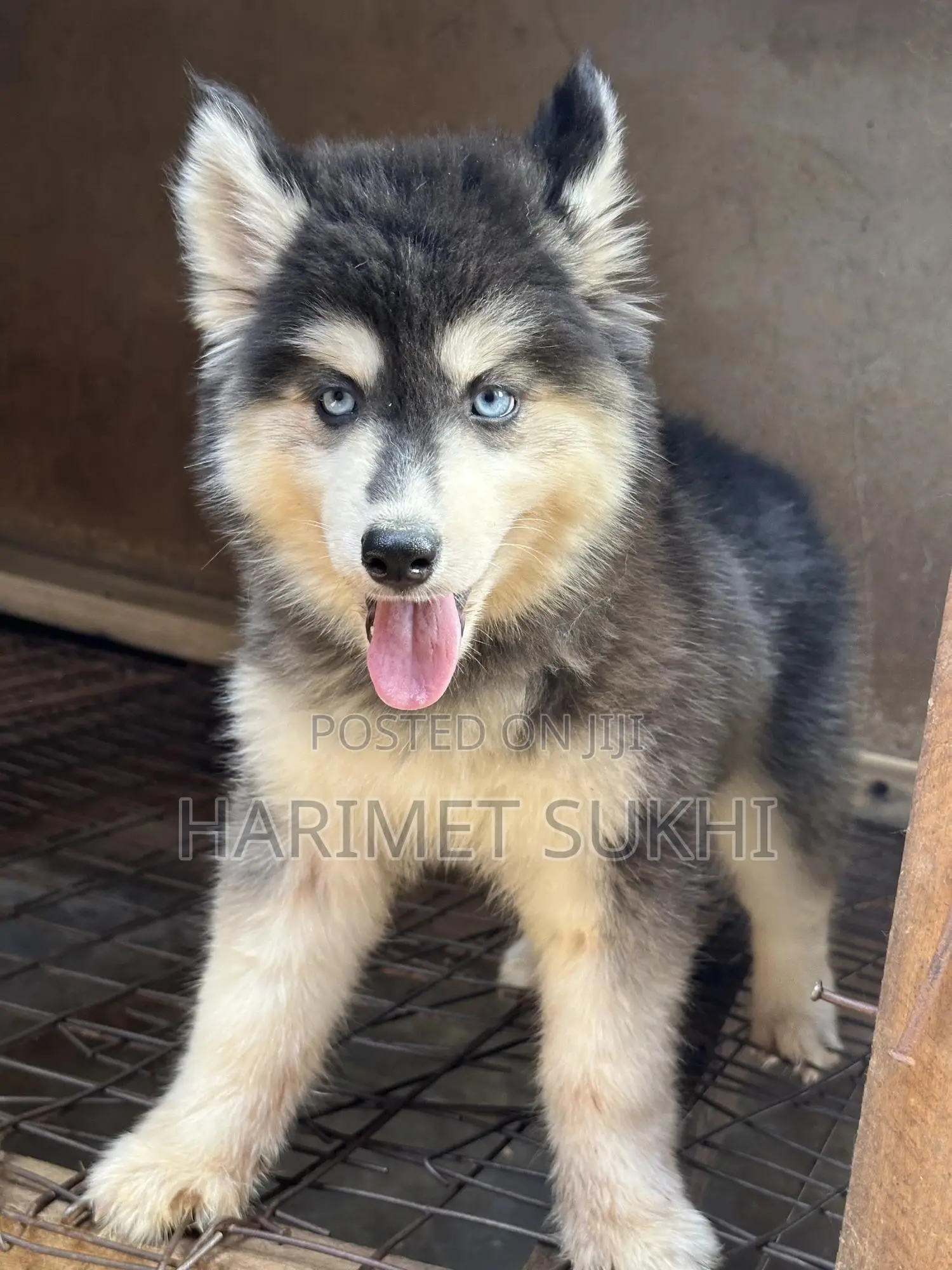 3-6 months Female Purebred Siberian Husky