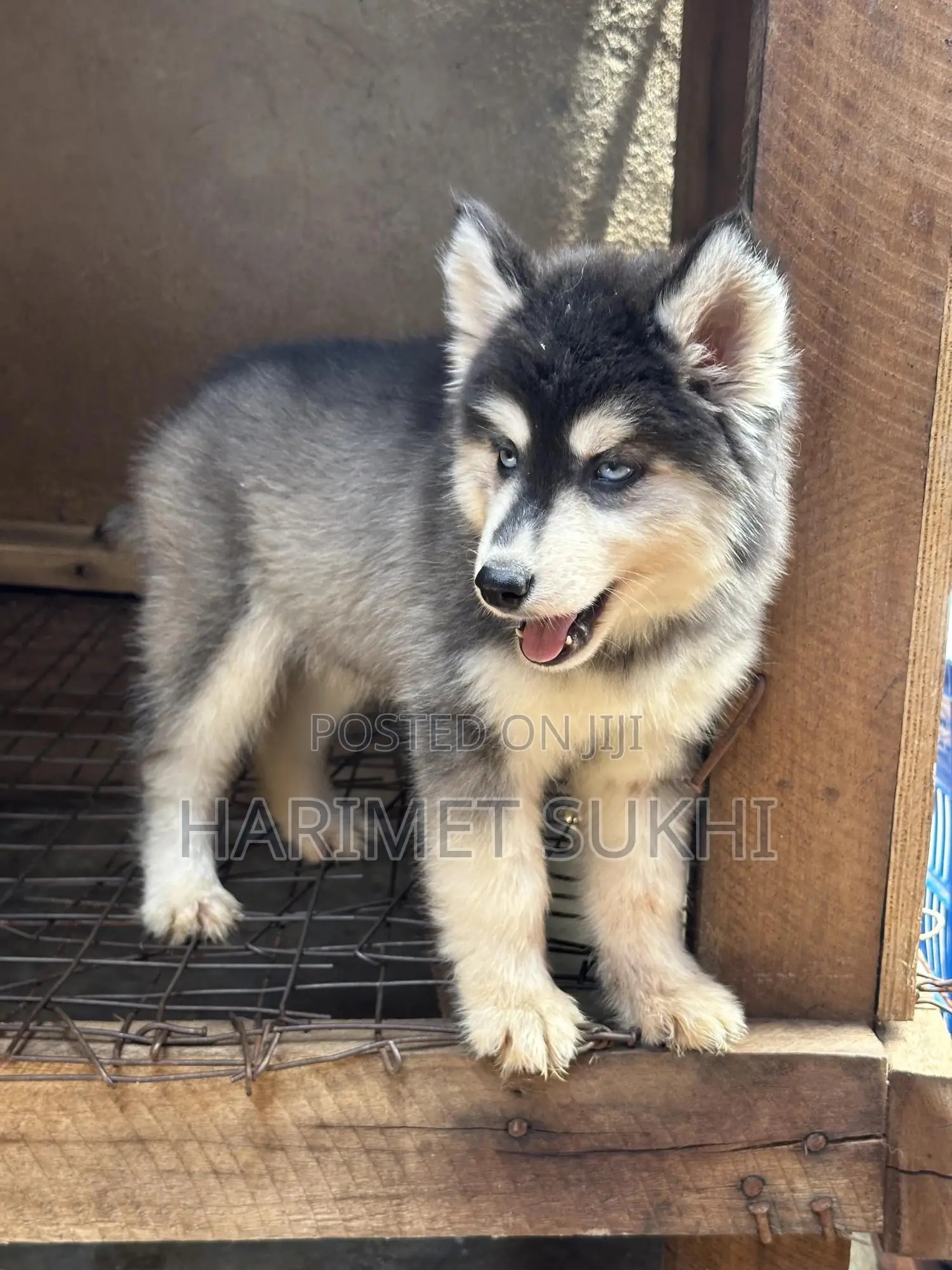 3-6 months Female Purebred Siberian Husky