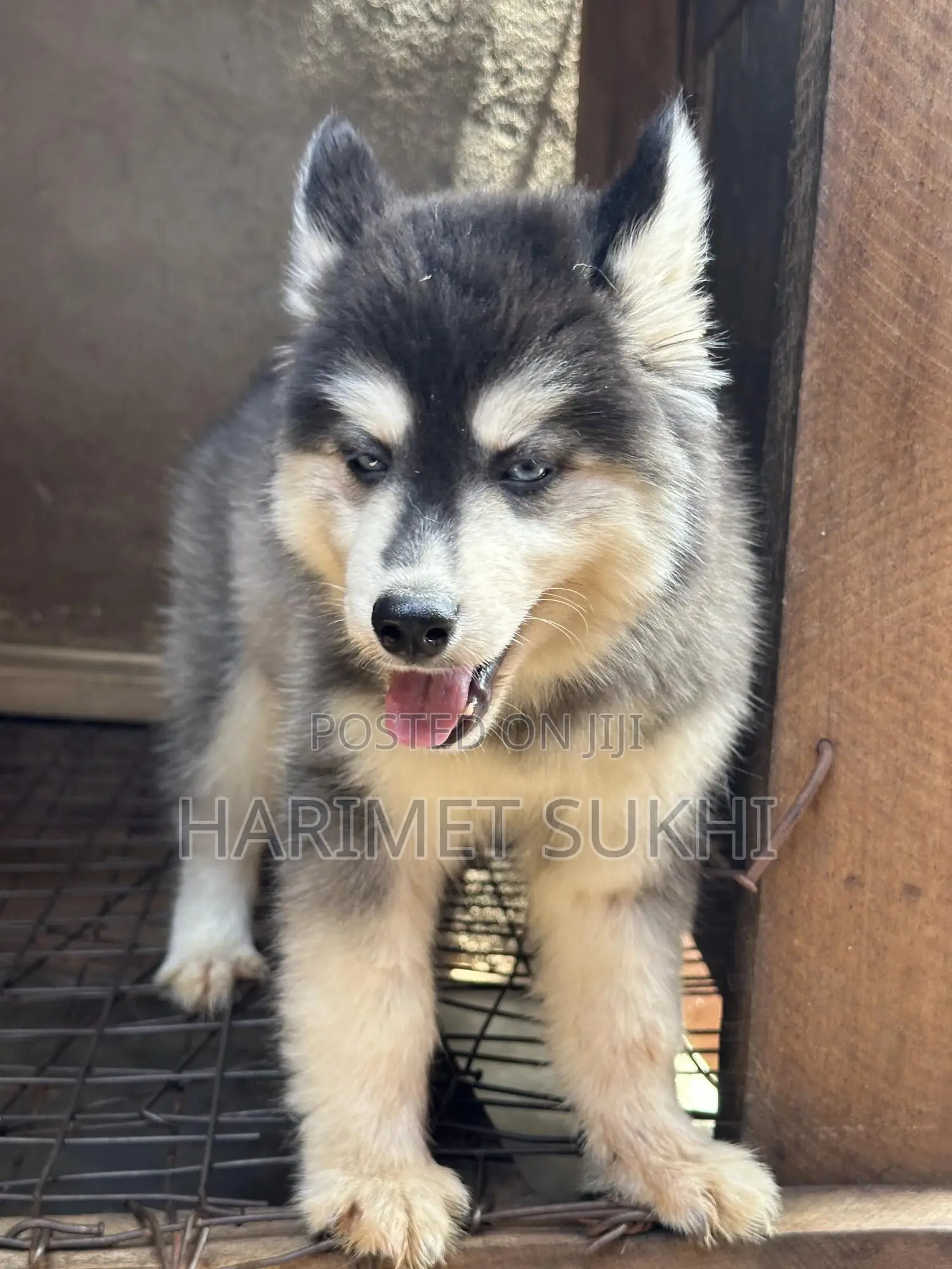3-6 months Female Purebred Siberian Husky