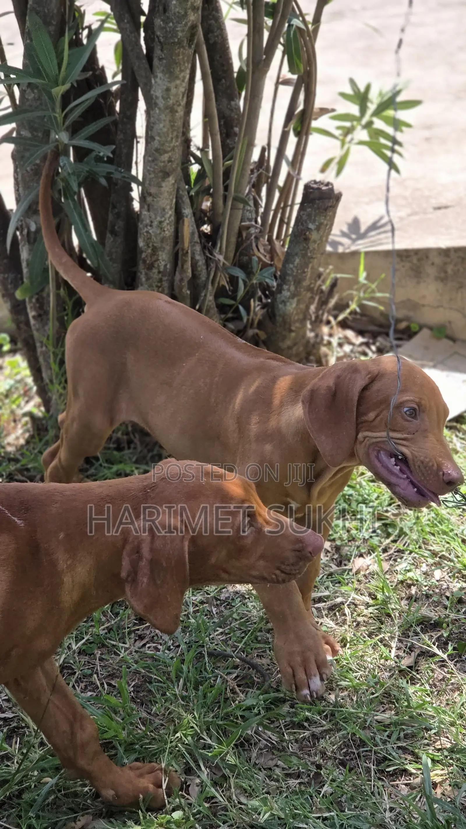 3-6 months Male Purebred Rhodesian Ridgeback