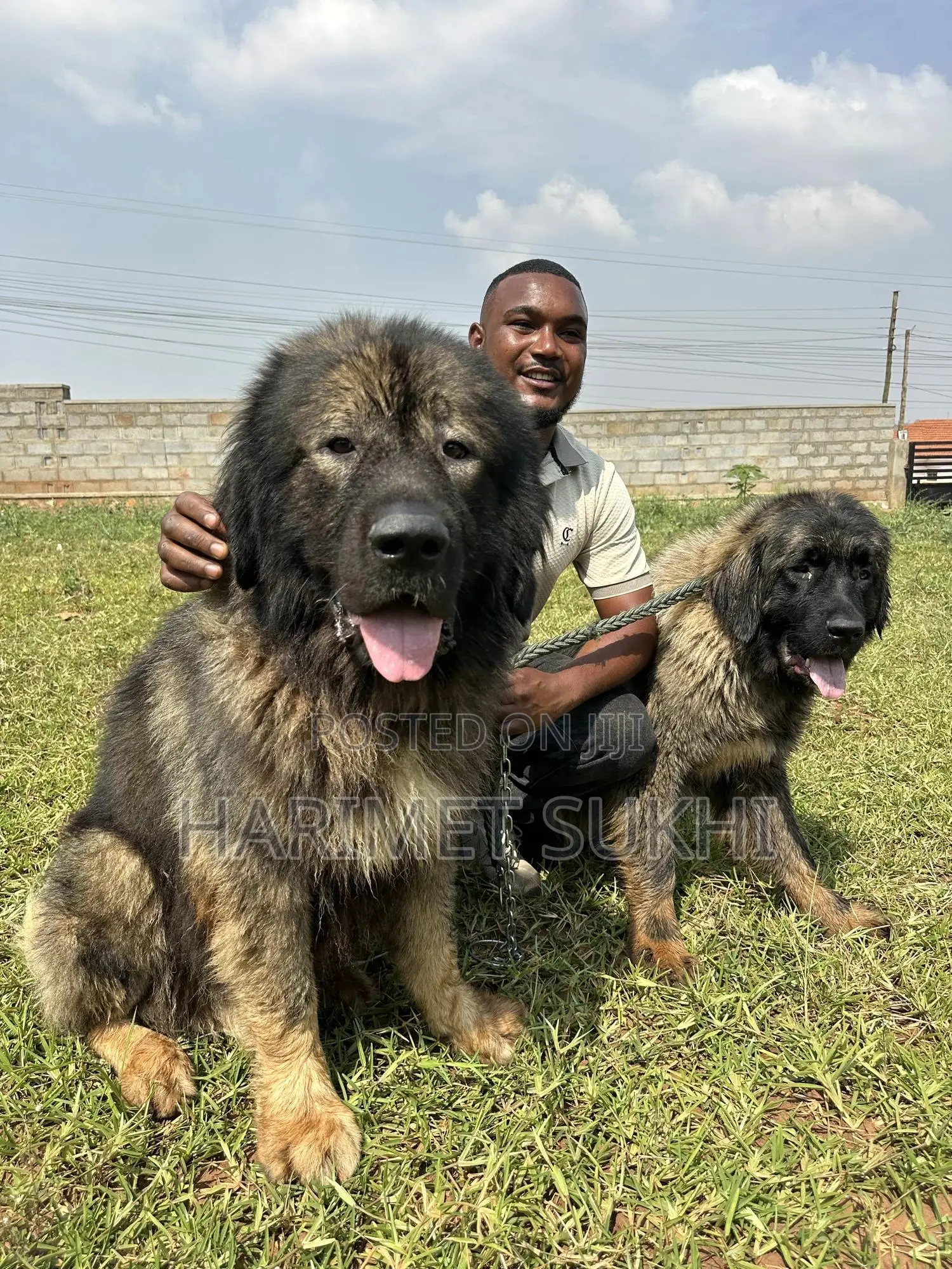 1-3 months Male Purebred Caucasian Shepherd