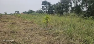 Farm Land for Sale at Namayumba Along Hoima Road