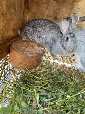 Chinchilla Rabbits