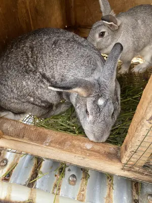 Chinchilla Rabbits
