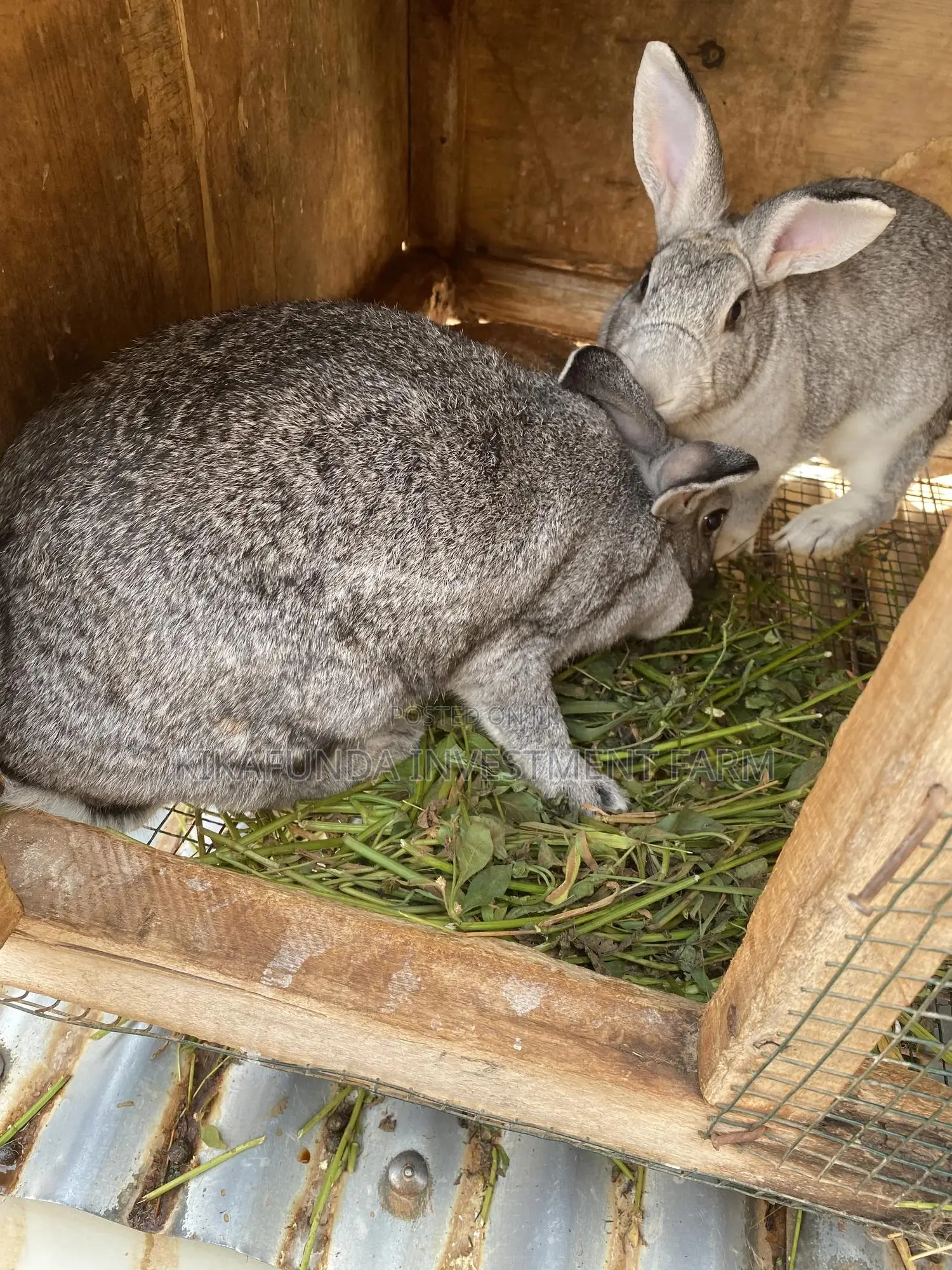 Chinchilla Rabbits