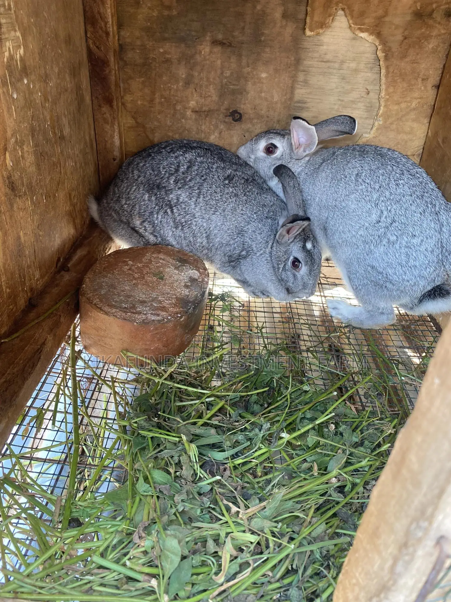 Chinchilla Rabbits