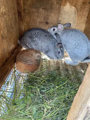 Chinchilla Rabbits