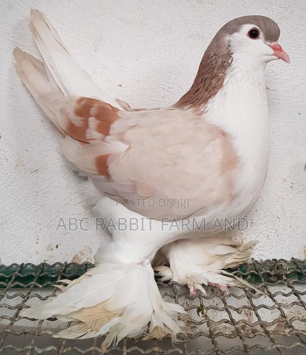 Ash Red Lahore Pigeon Pair