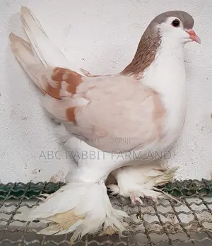 Ash Red Lahore Pigeon Pair