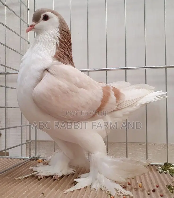 Ash Red Lahore Pigeon Pair