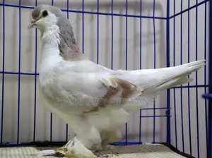 Ash Red Lahore Pigeon Pair