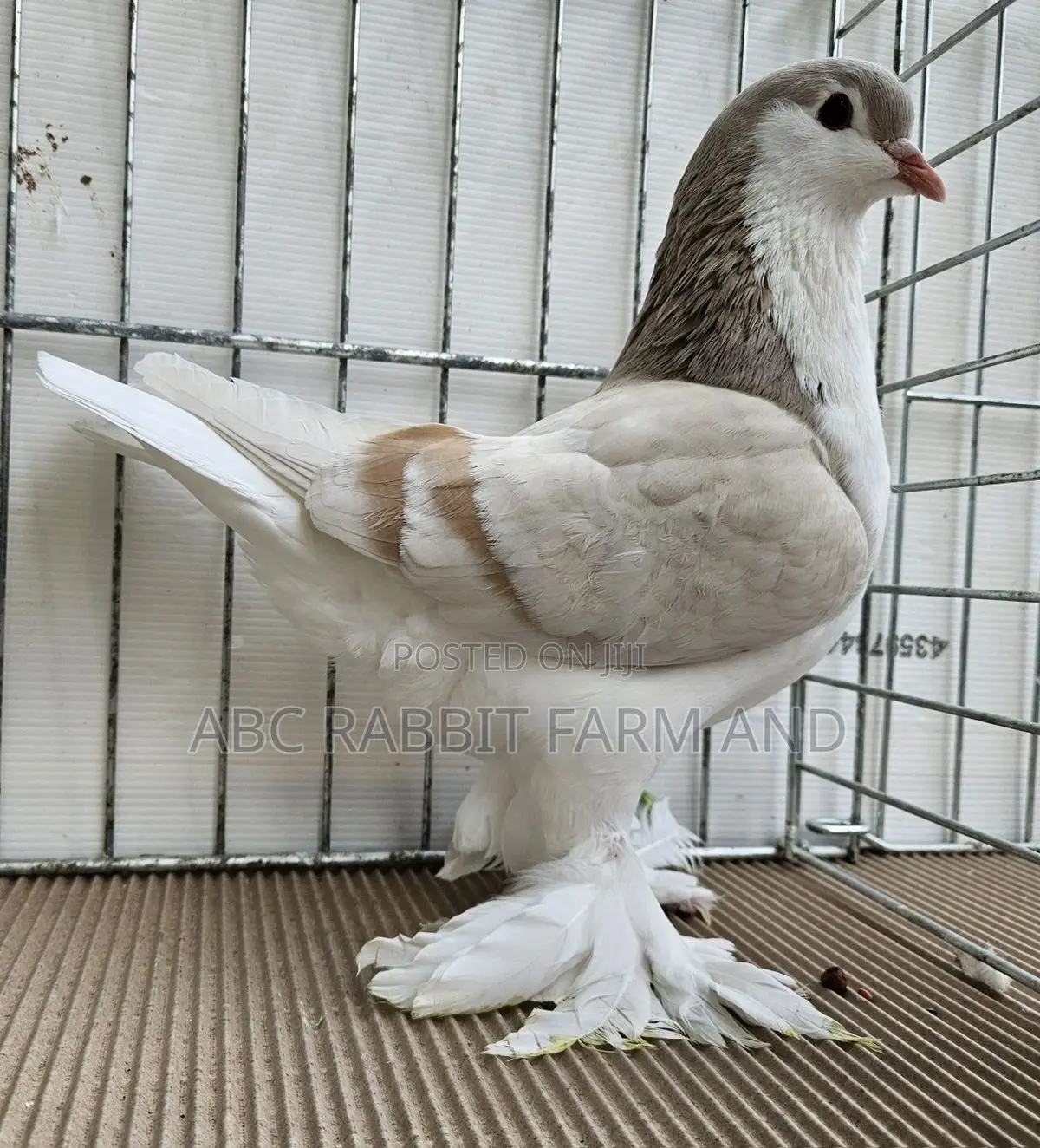 Ash Red Lahore Pigeon Pair