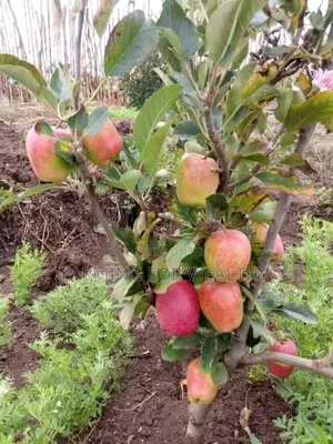 Apple Seedlings
