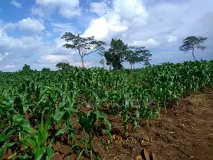 20 Acres of Land for Sale at Nakaseke Along Ngoma Butalangu Road