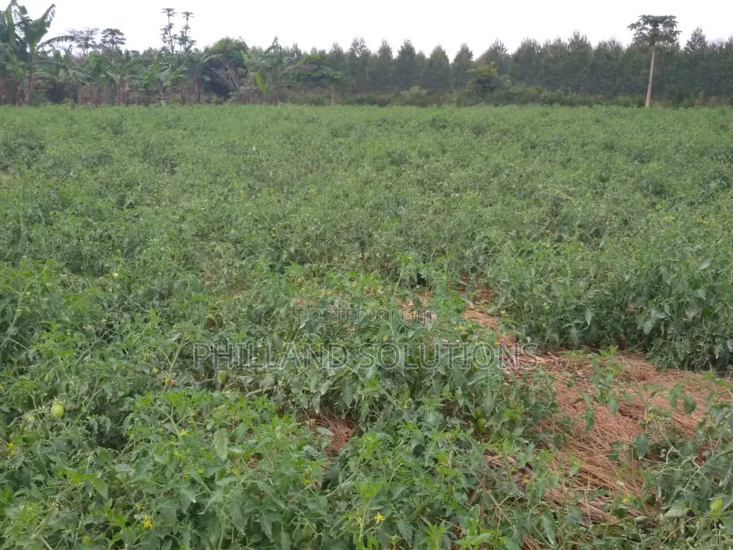 20 Acres of Land for Sale at Nakaseke Along Ngoma Butalangu Road