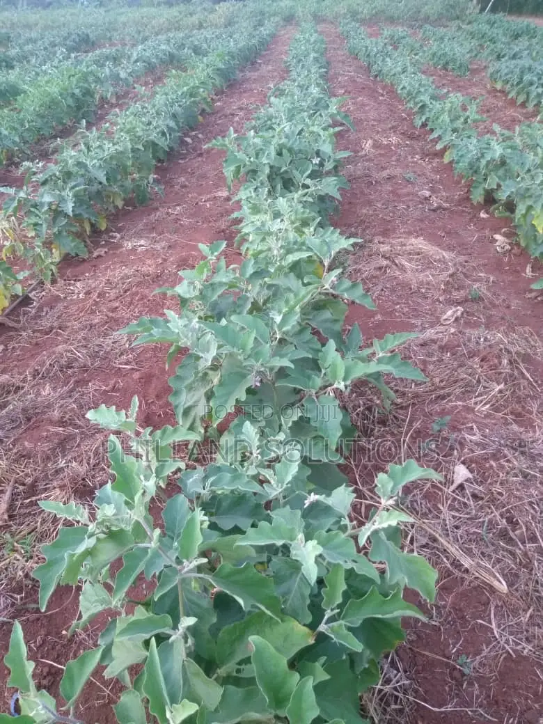 20 Acres of Land for Sale at Nakaseke Along Ngoma Butalangu Road
