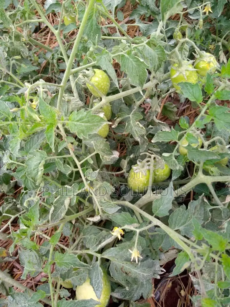 20 Acres of Land for Sale at Nakaseke Along Ngoma Butalangu Road