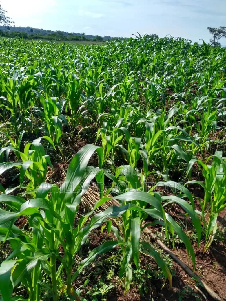 20 Acres of Land for Sale at Nakaseke Along Ngoma Butalangu Road