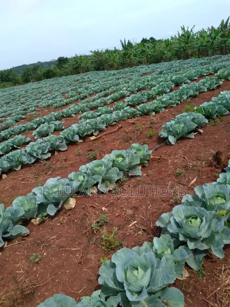 20 Acres of Land for Sale at Nakaseke Along Ngoma Butalangu Road