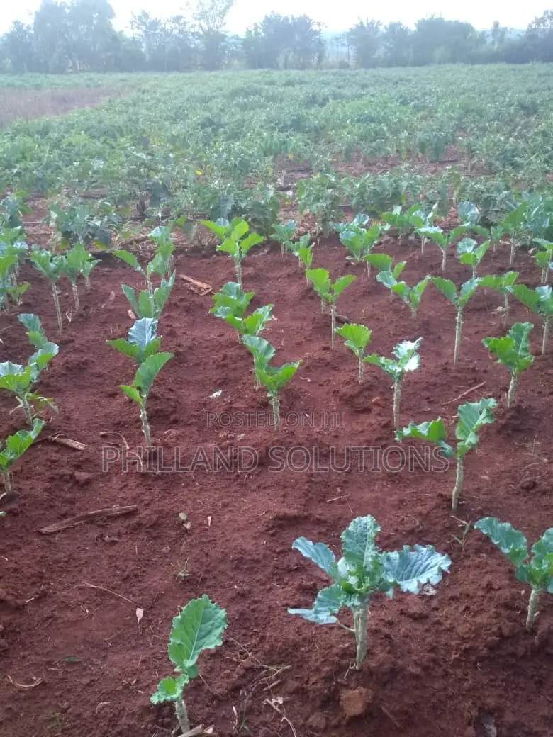 20 Acres of Land for Sale at Nakaseke Along Ngoma Butalangu Road