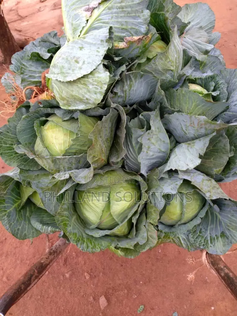 20 Acres of Land for Sale at Nakaseke Along Ngoma Butalangu Road
