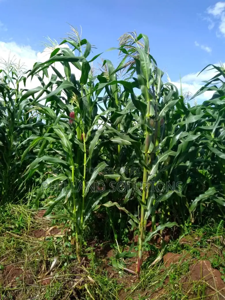 20 Acres of Land for Sale at Nakaseke Along Ngoma Butalangu Road