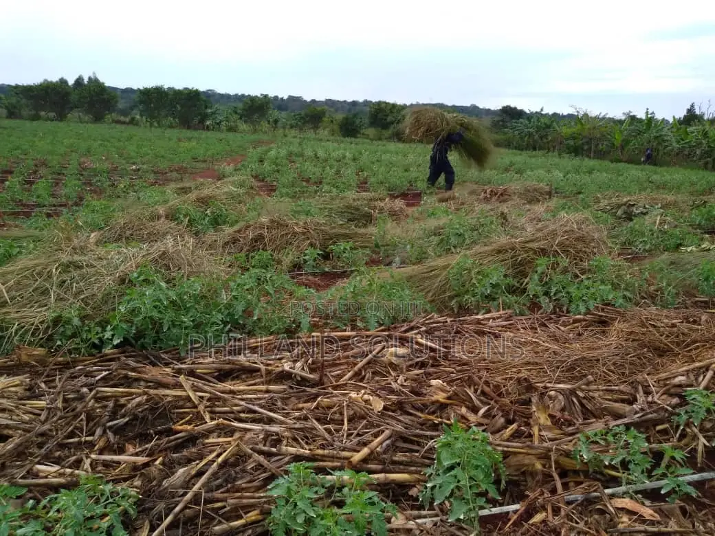 20 Acres of Land for Sale at Nakaseke Along Ngoma Butalangu Road