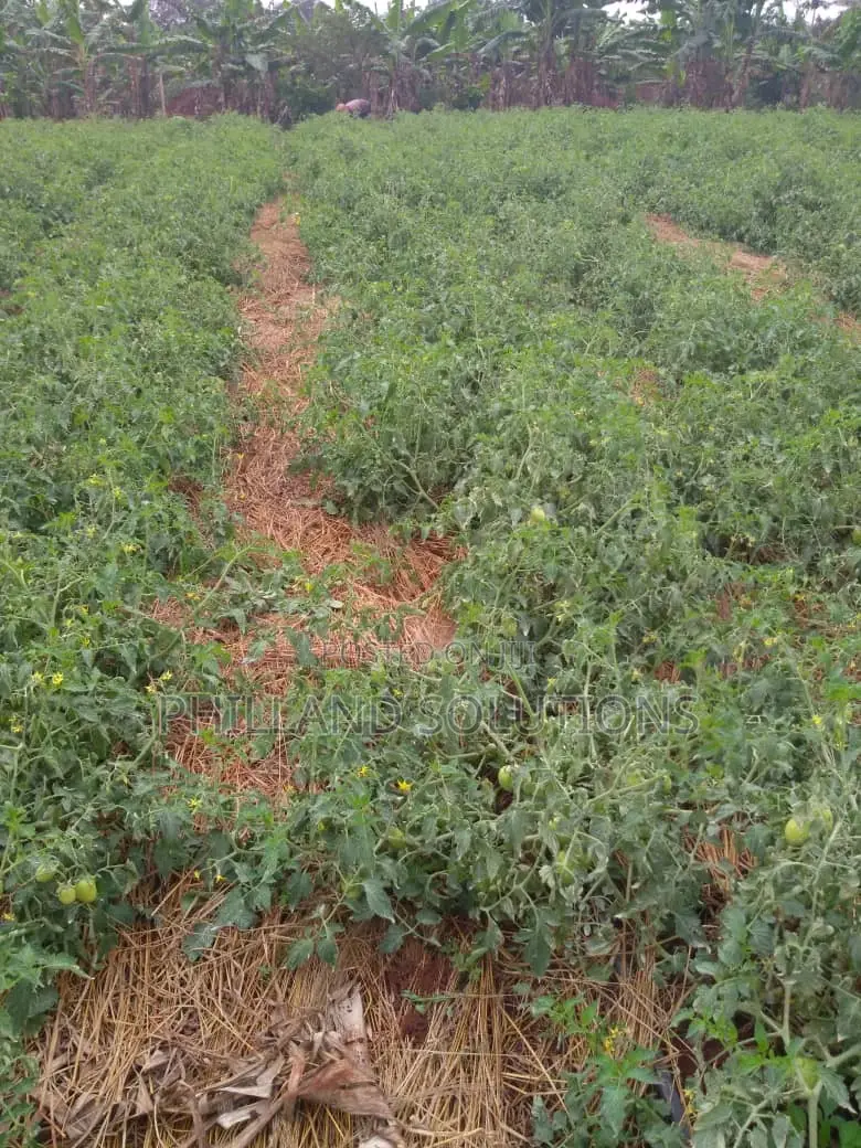20 Acres of Land for Sale at Nakaseke Along Ngoma Butalangu Road