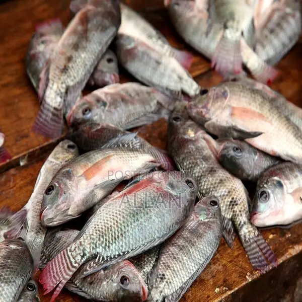 Fish for Sale at Whole-Sale