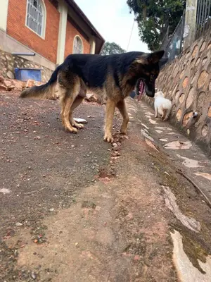 3-6 months Male Purebred German Shepherd