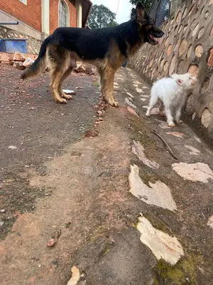 3-6 months Male Purebred German Shepherd