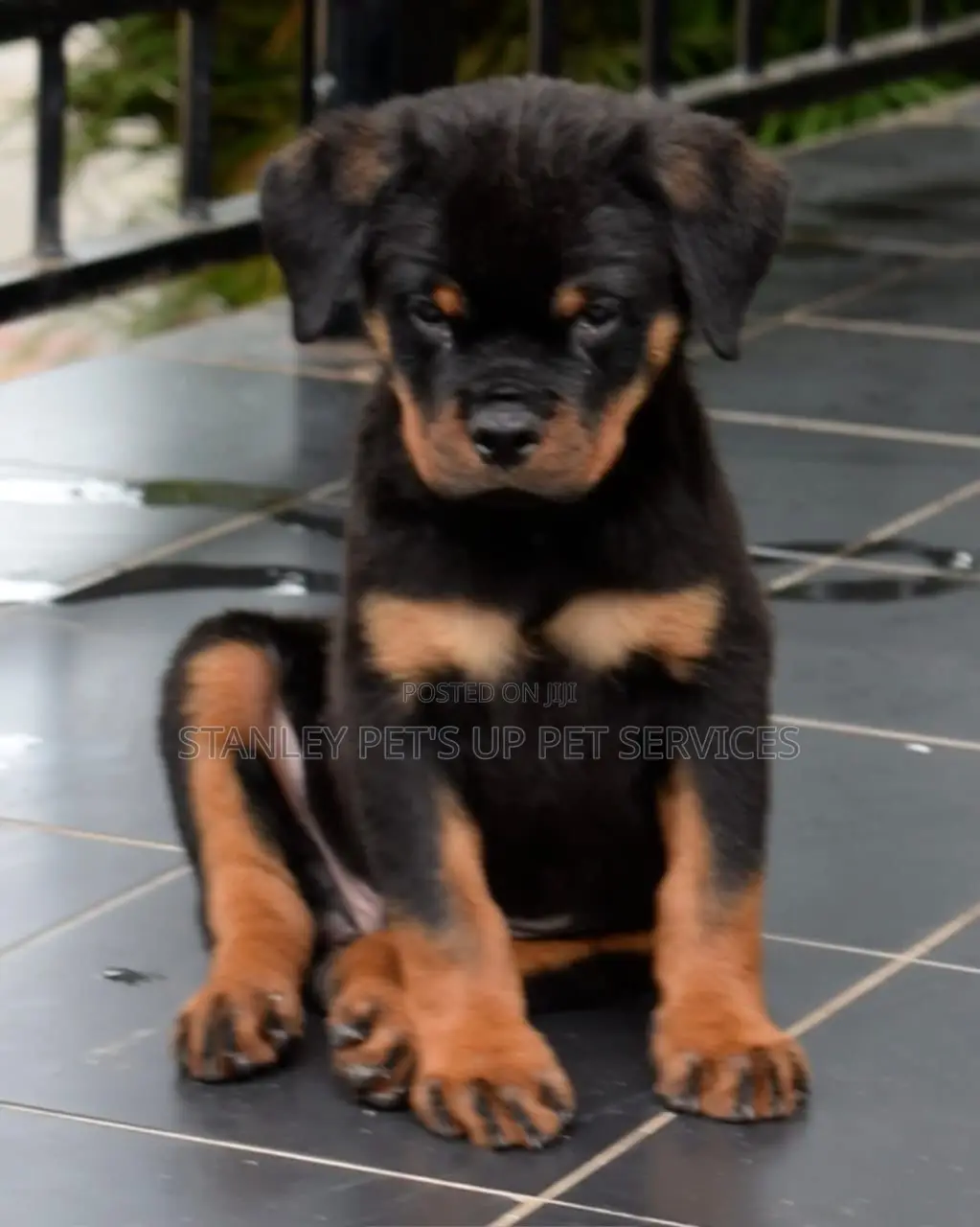 1-3 months Male Purebred Rottweiler