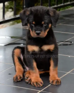 1-3 months Male Purebred Rottweiler