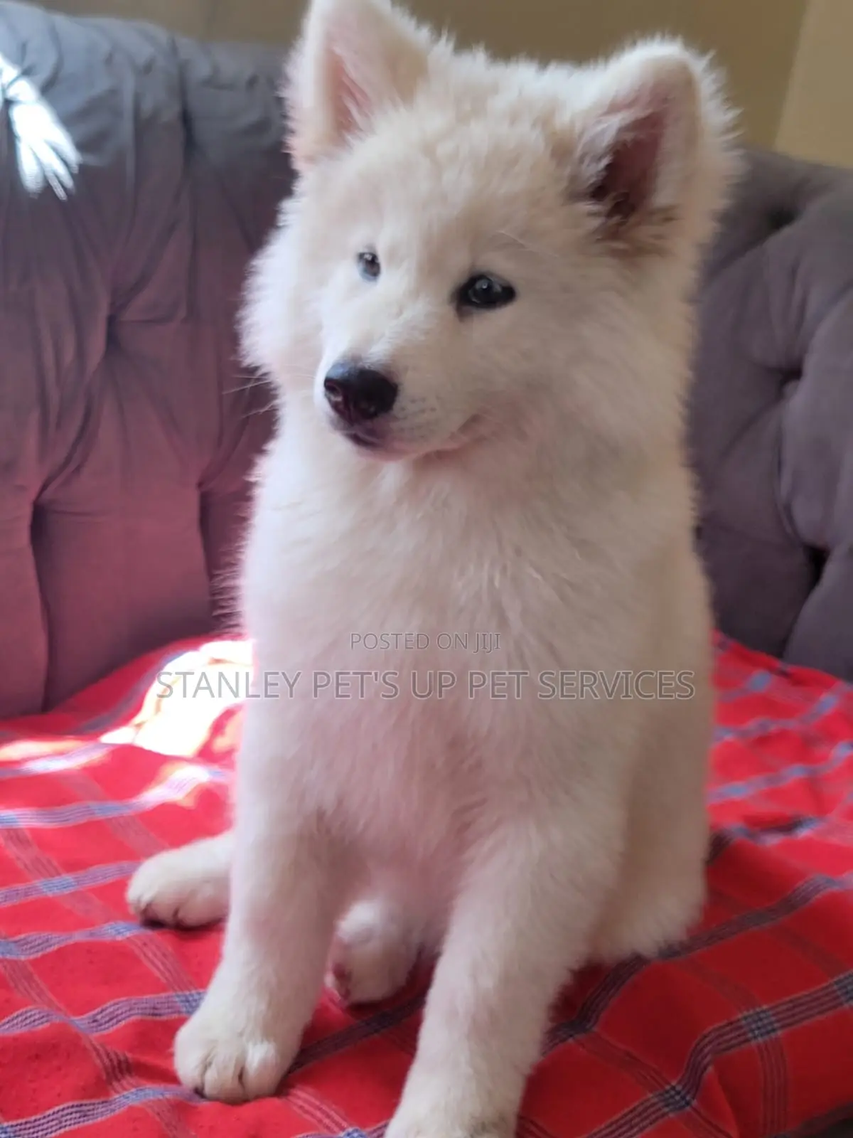 1-3 months Female Purebred Siberian Husky