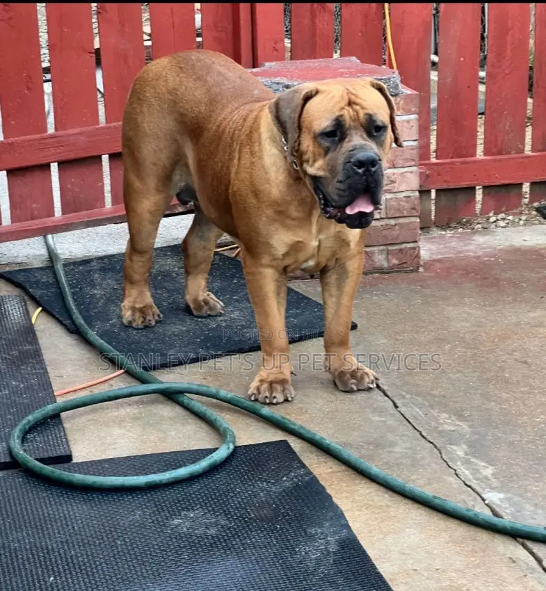6-12 months Female Purebred Boerboel