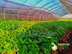 Hass Avacado Seedlings