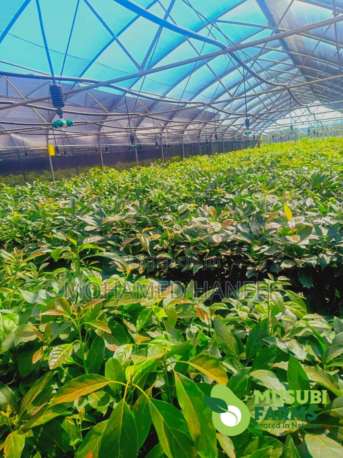 Hass Avacado Seedlings