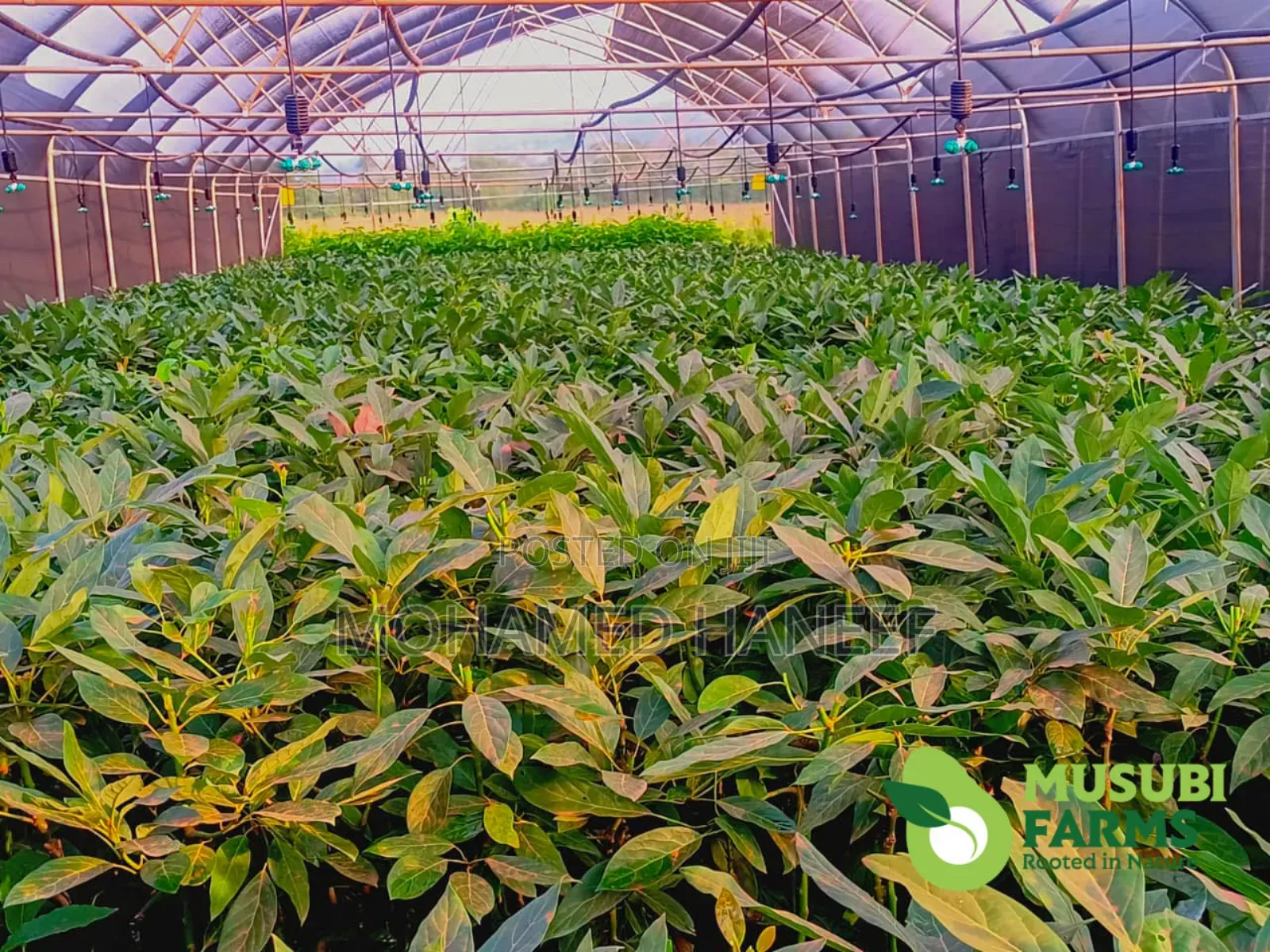 Hass Avacado Seedlings
