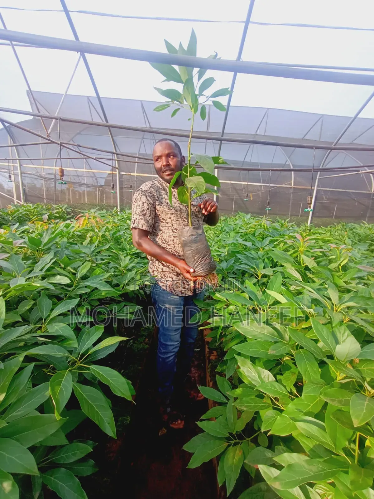 Hass Avacado Seedlings