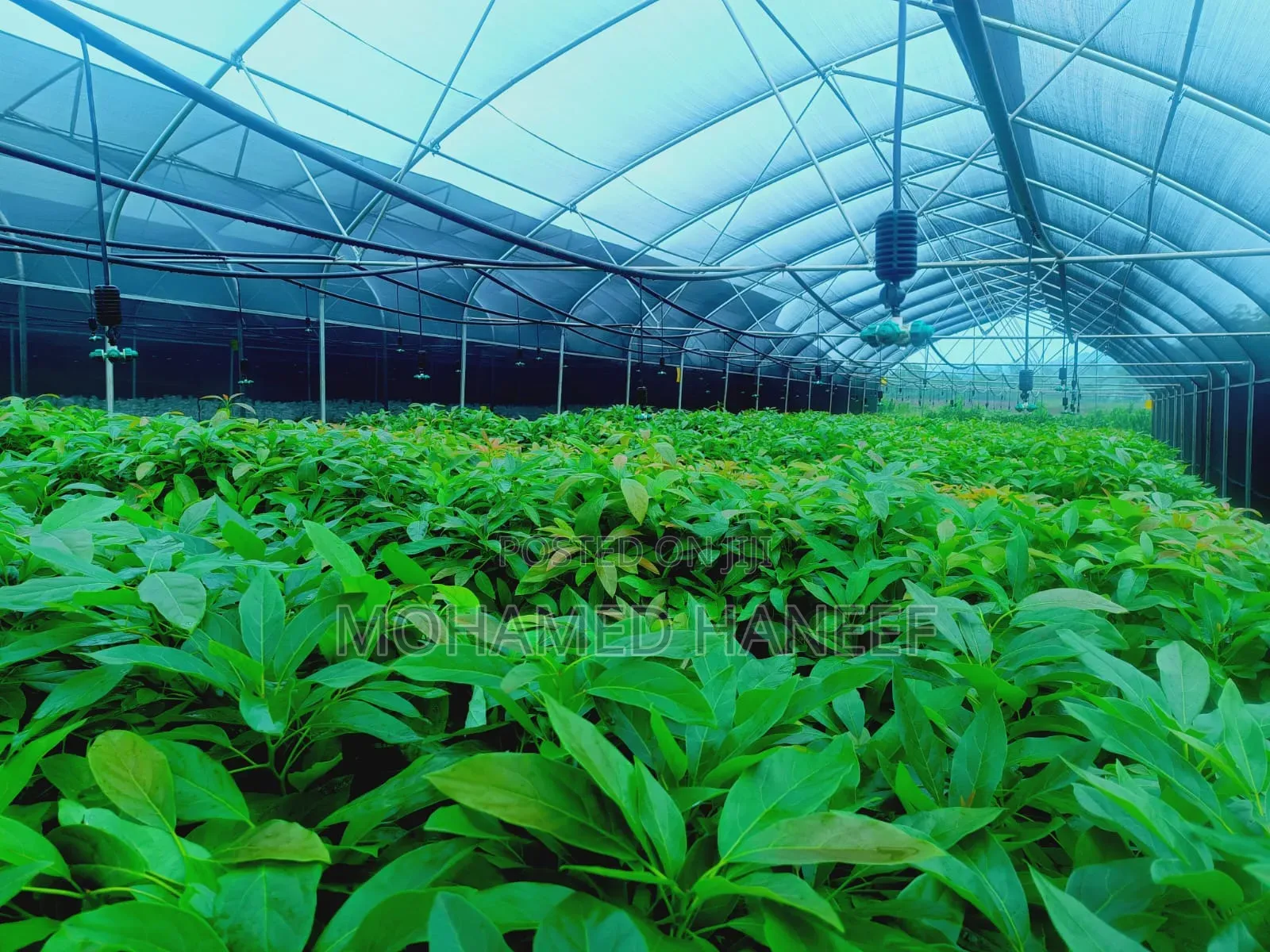 Hass Avacado Seedlings