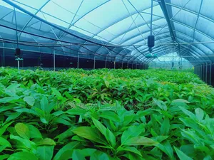 Hass Avacado Seedlings