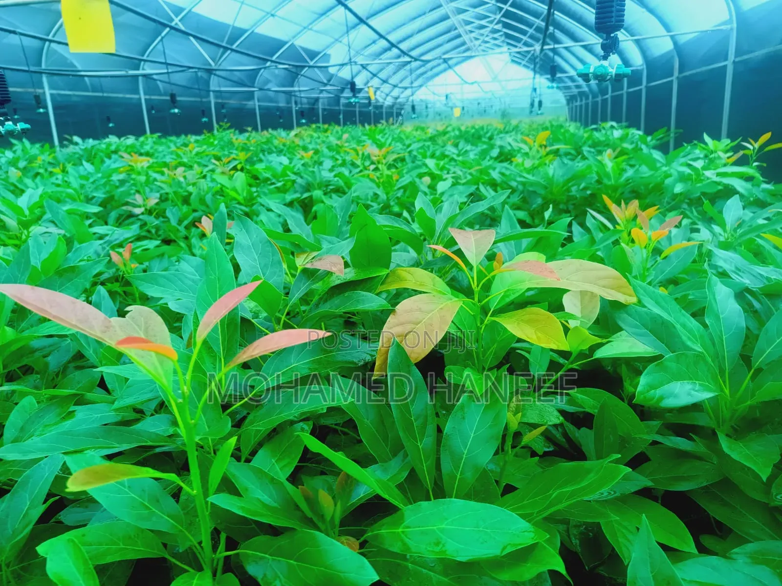 Hass Avacado Seedlings